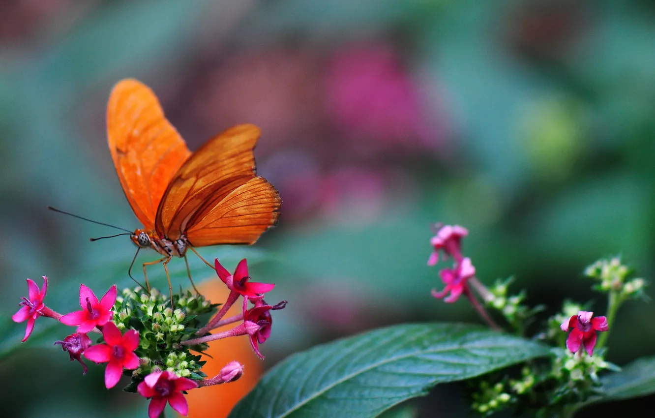 Photo wallpaper flowers, butterfly, rosteniya, razmytost