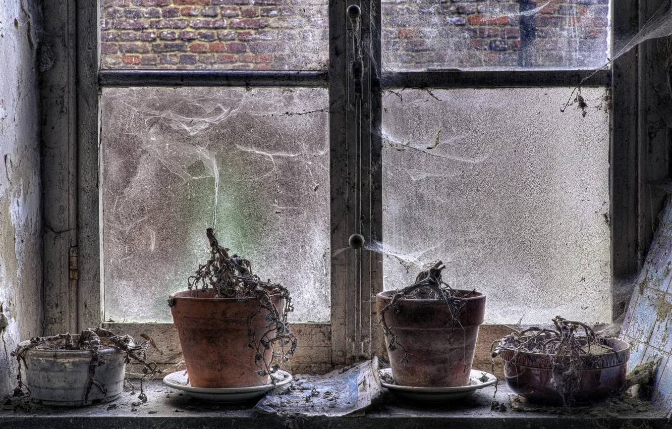 Photo wallpaper flowers, background, window