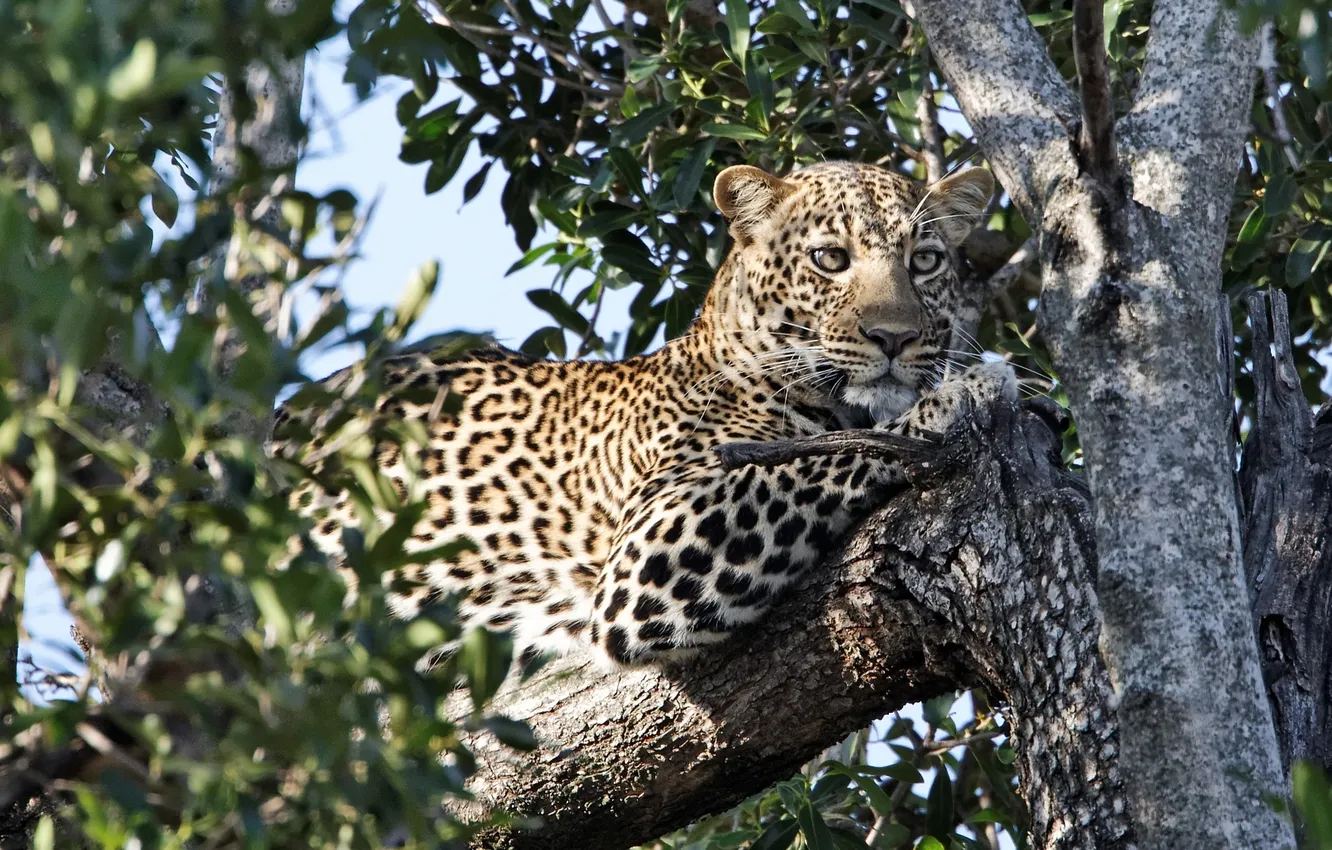 Photo wallpaper tree, predator, leopard