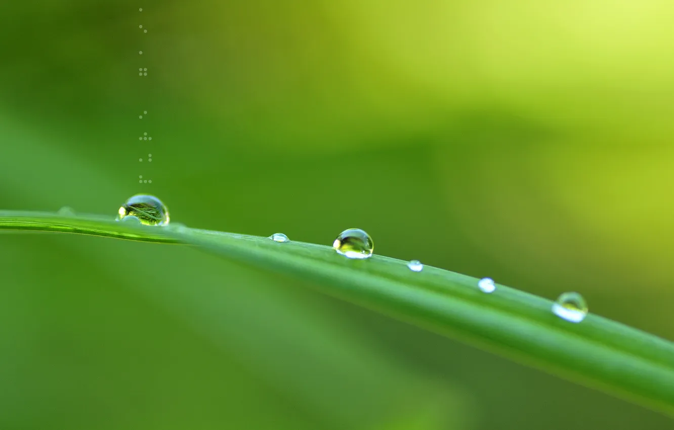 Photo wallpaper drops, bridge, green, background