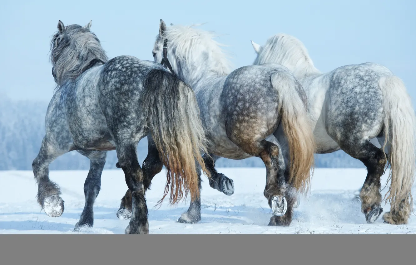 Photo wallpaper ice, snow, horses