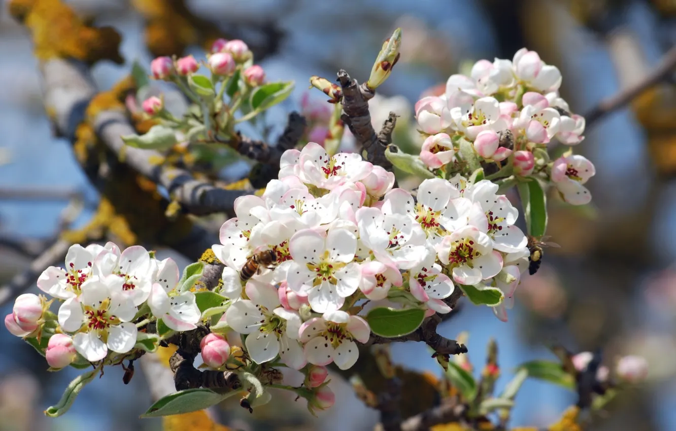 Photo wallpaper bee, tree, spring, Apple