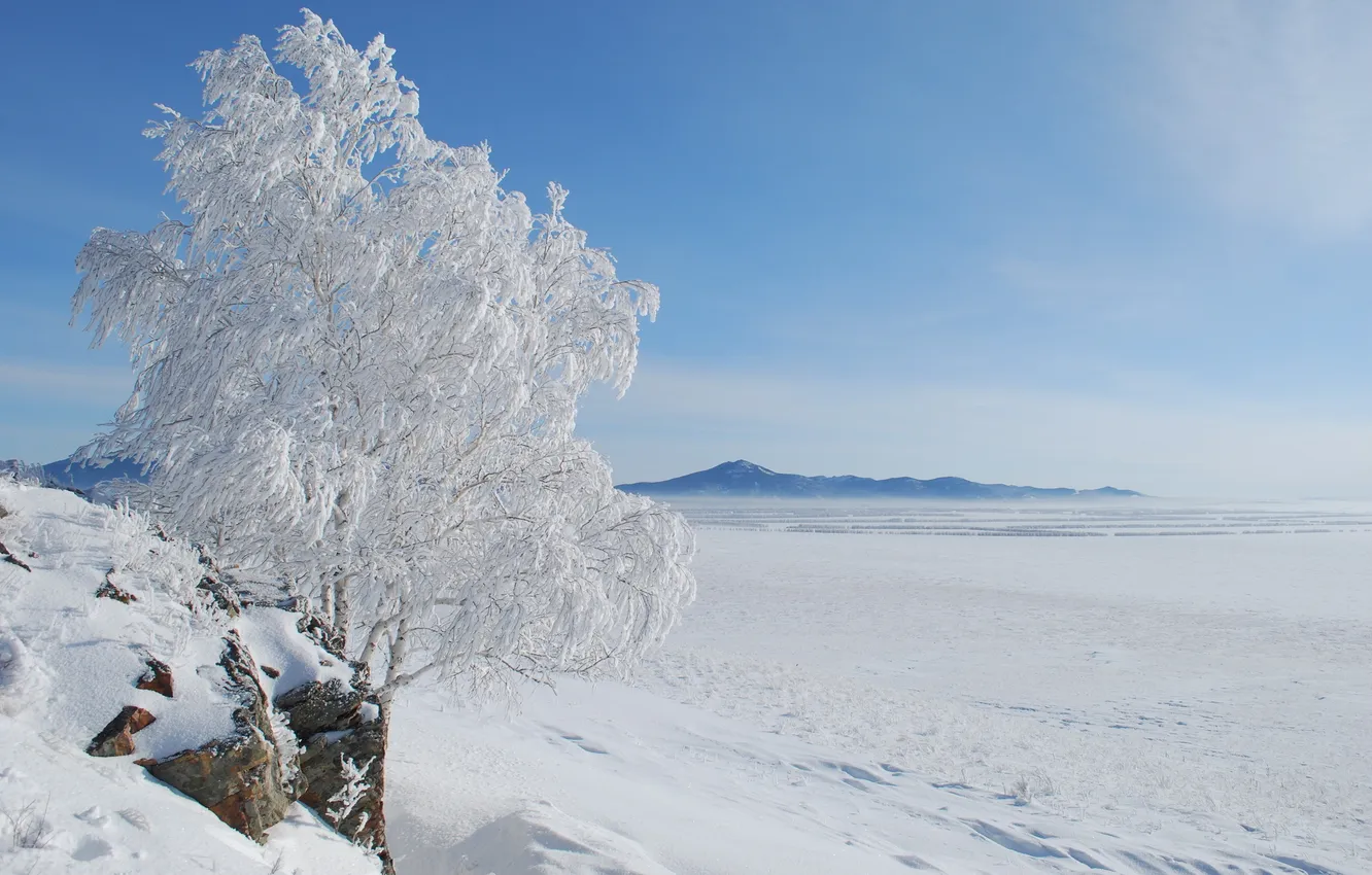 Photo wallpaper winter, field, snow, trees