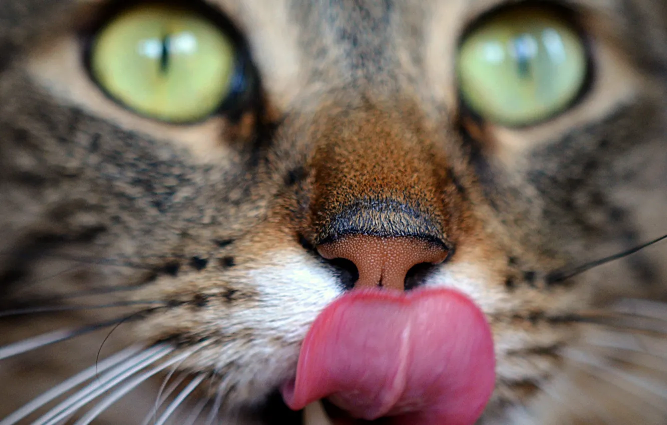 Photo wallpaper cat, eyes, cat