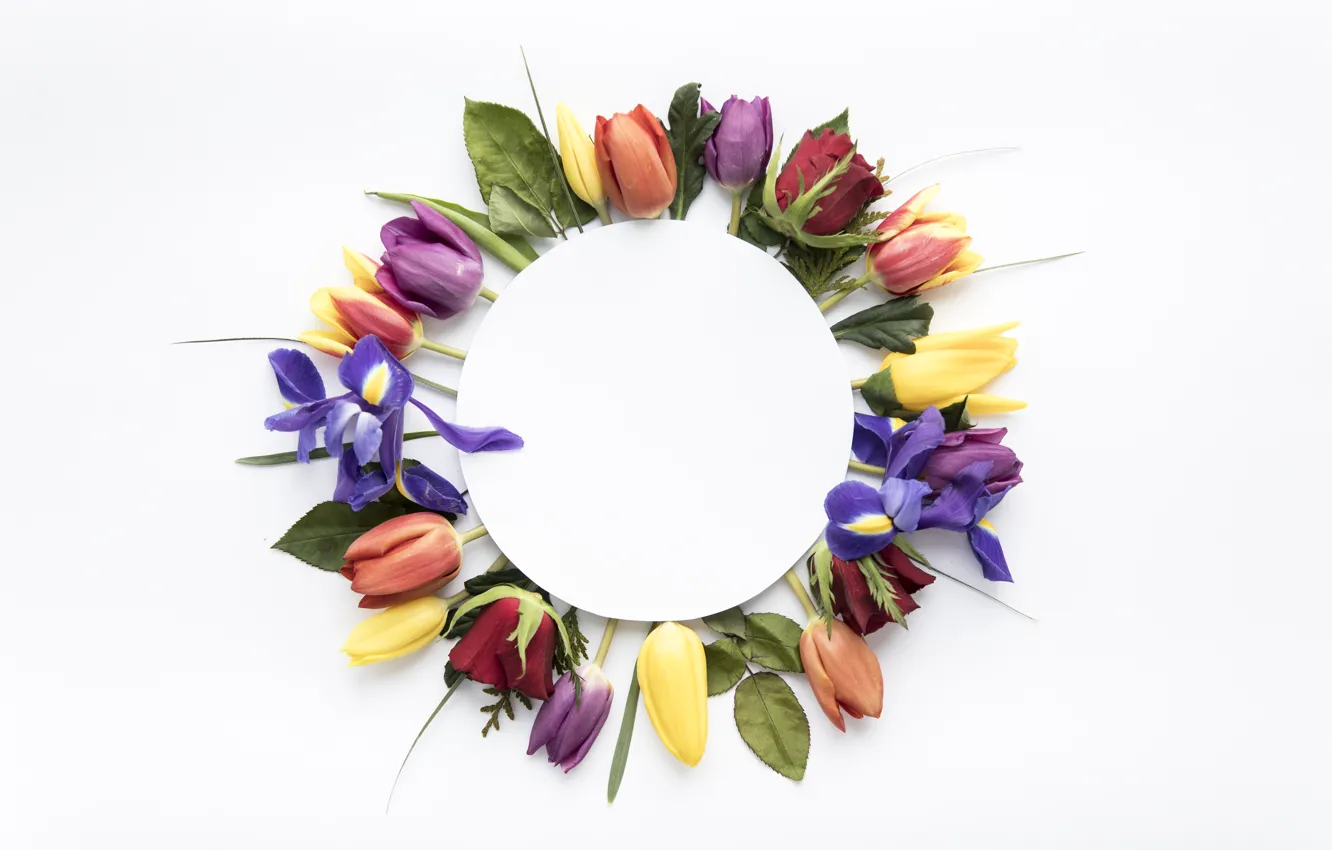 Photo wallpaper flowers, colorful, tulips, yellow, flowers, tulips, spring, purple