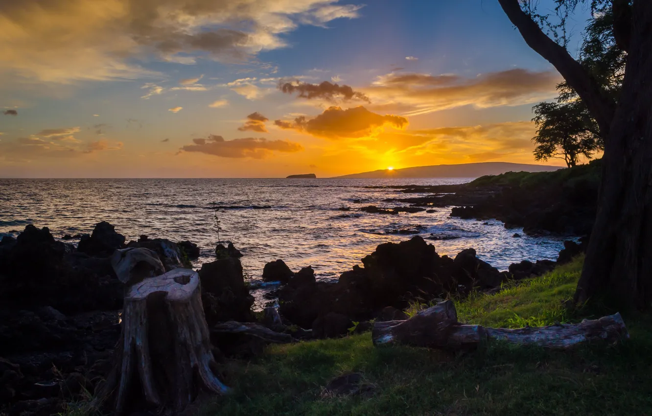 Photo wallpaper sea, trees, sunset, shore, stump