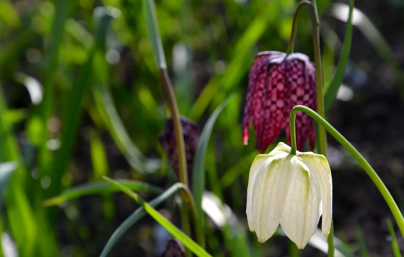 Photo wallpaper Nature, Flower, backgound