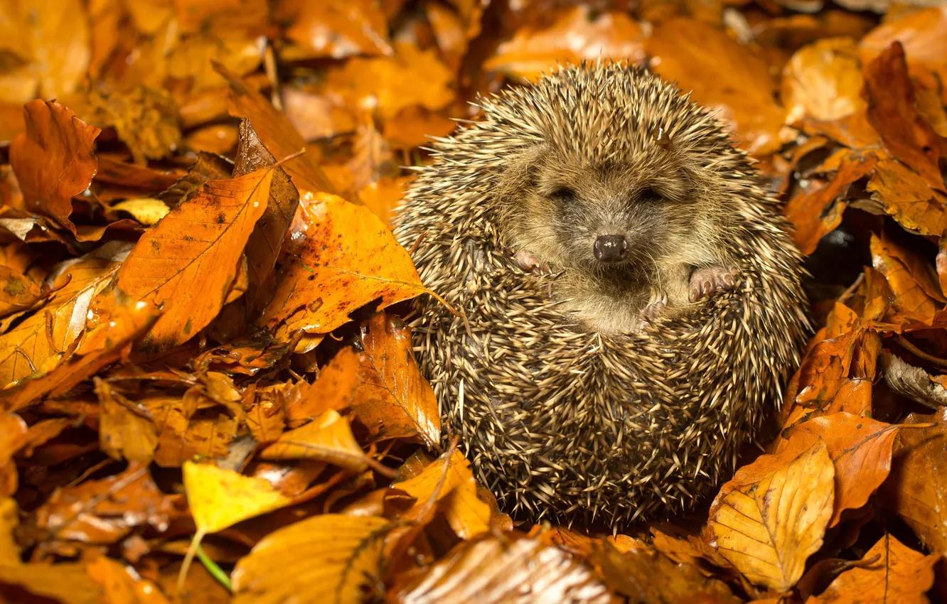 Photo wallpaper autumn, leaves, needles, foliage, hedgehog, photographer Mark Bridger