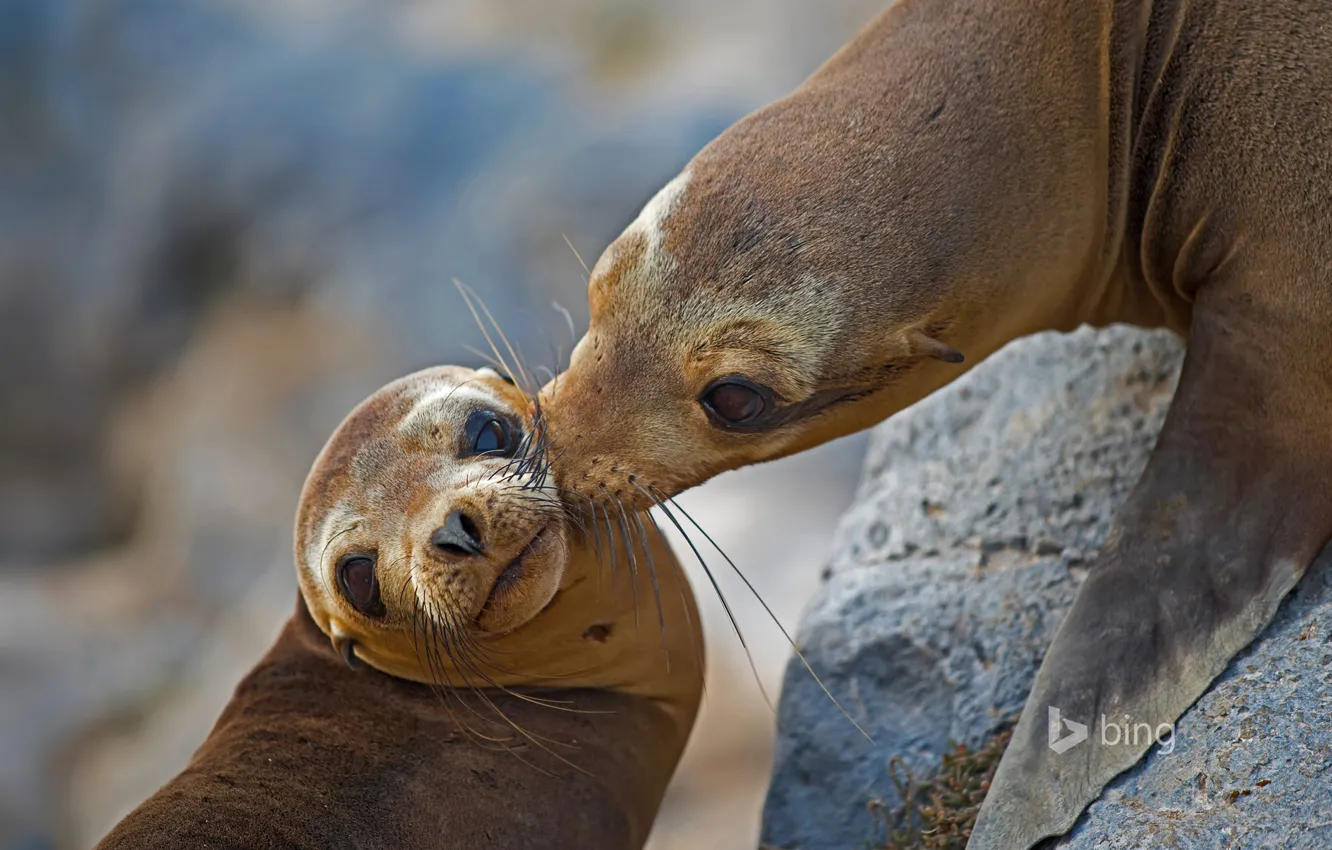 Photo wallpaper Ecuador, Galapagos sea lion, the Floreana island, Santa Maria