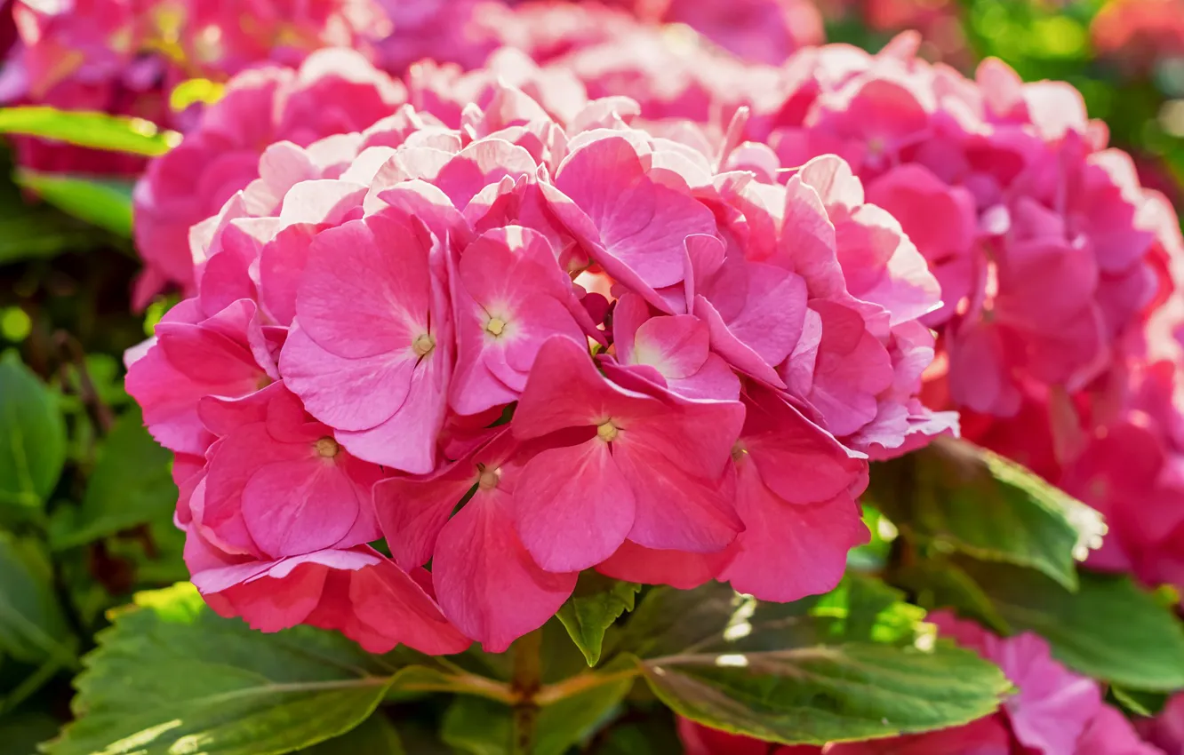 Photo wallpaper flowers, pink, hydrangea