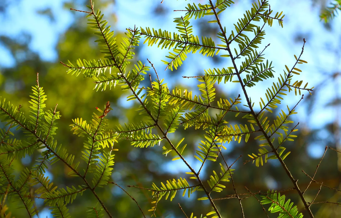 Photo wallpaper green, tree, twig