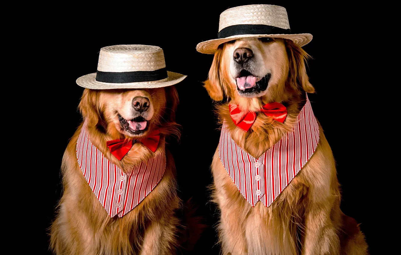 Photo wallpaper language, face, butterfly, two, dog, hat, pair, costume