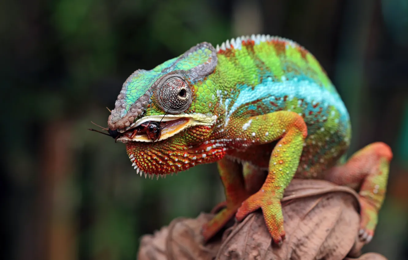 Photo wallpaper look, chameleon, mouth, insect, mining