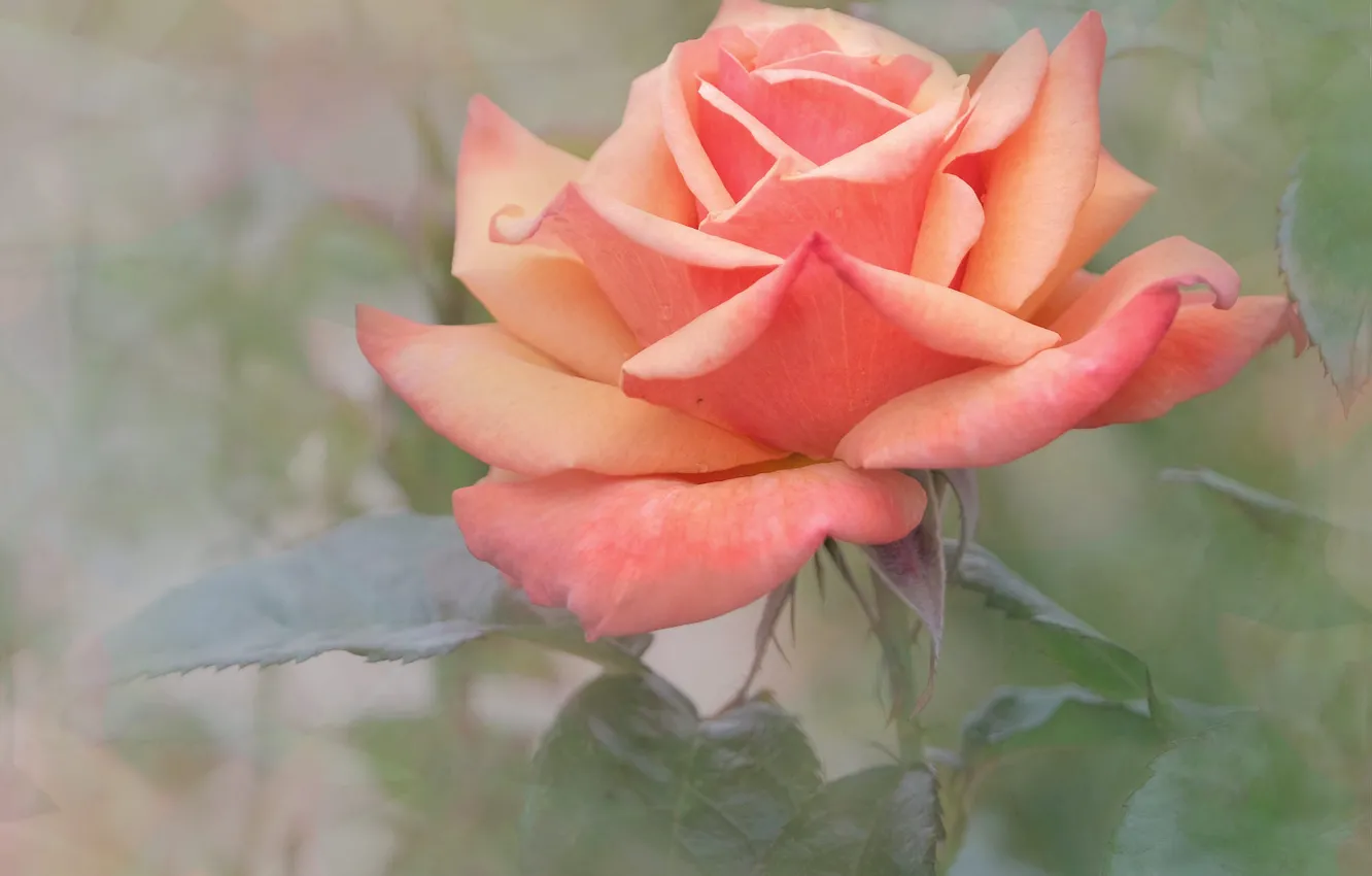 Photo wallpaper flowers, orange, roses, salmon, art processing