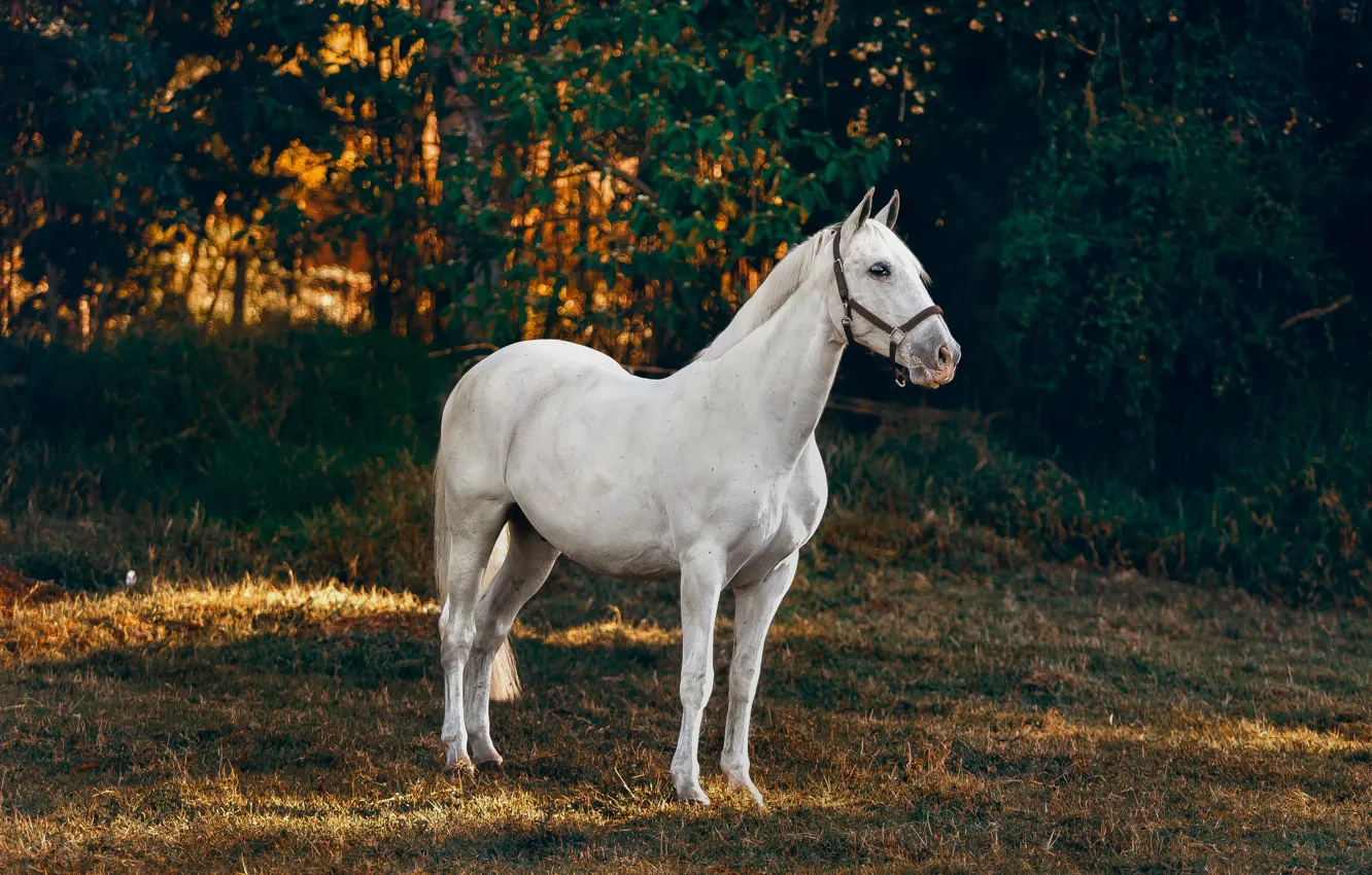 Photo wallpaper white, light, nature, pose, the dark background, horse, foliage, horse