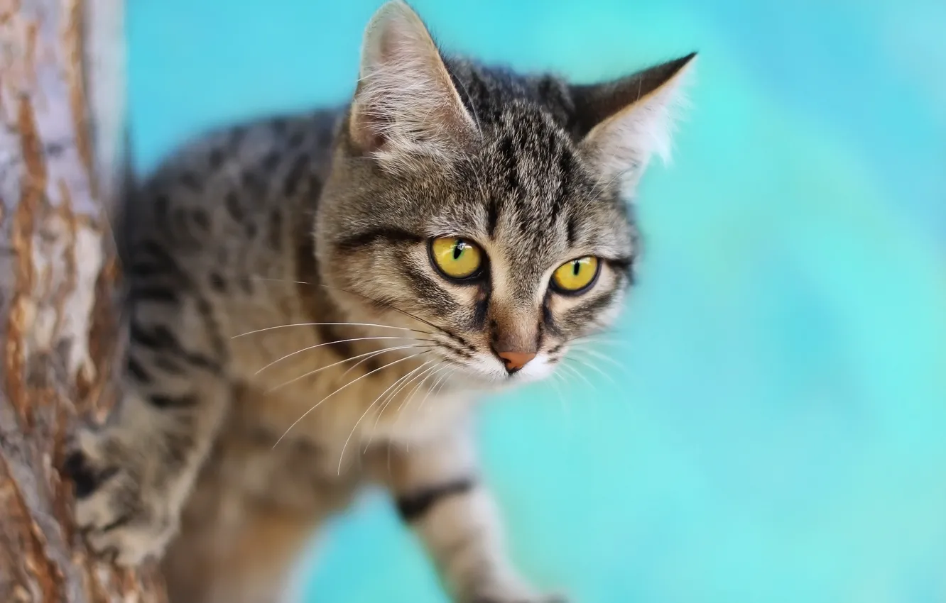 Photo wallpaper cat, background, tree