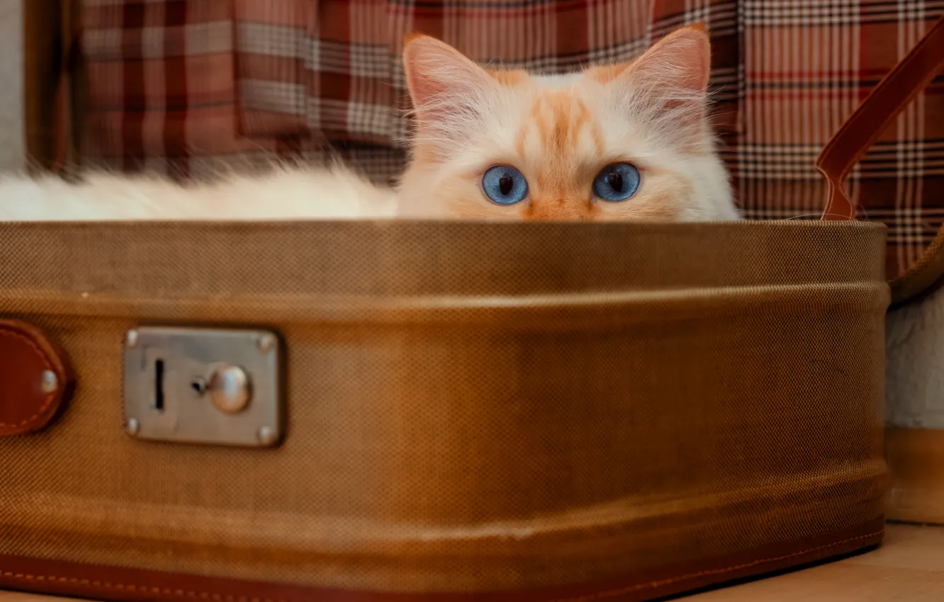 Photo wallpaper cat, cat, look, pose, fluffy, fabric, suitcase, red