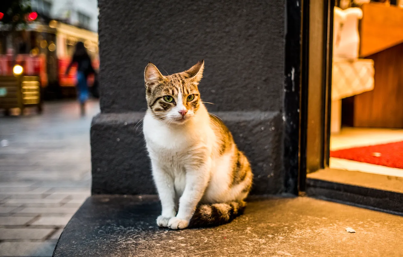 Hello street cat live. Кот на улице. Котик сидит на улице. Улица с котами. Домашний кот на улице выпускают.