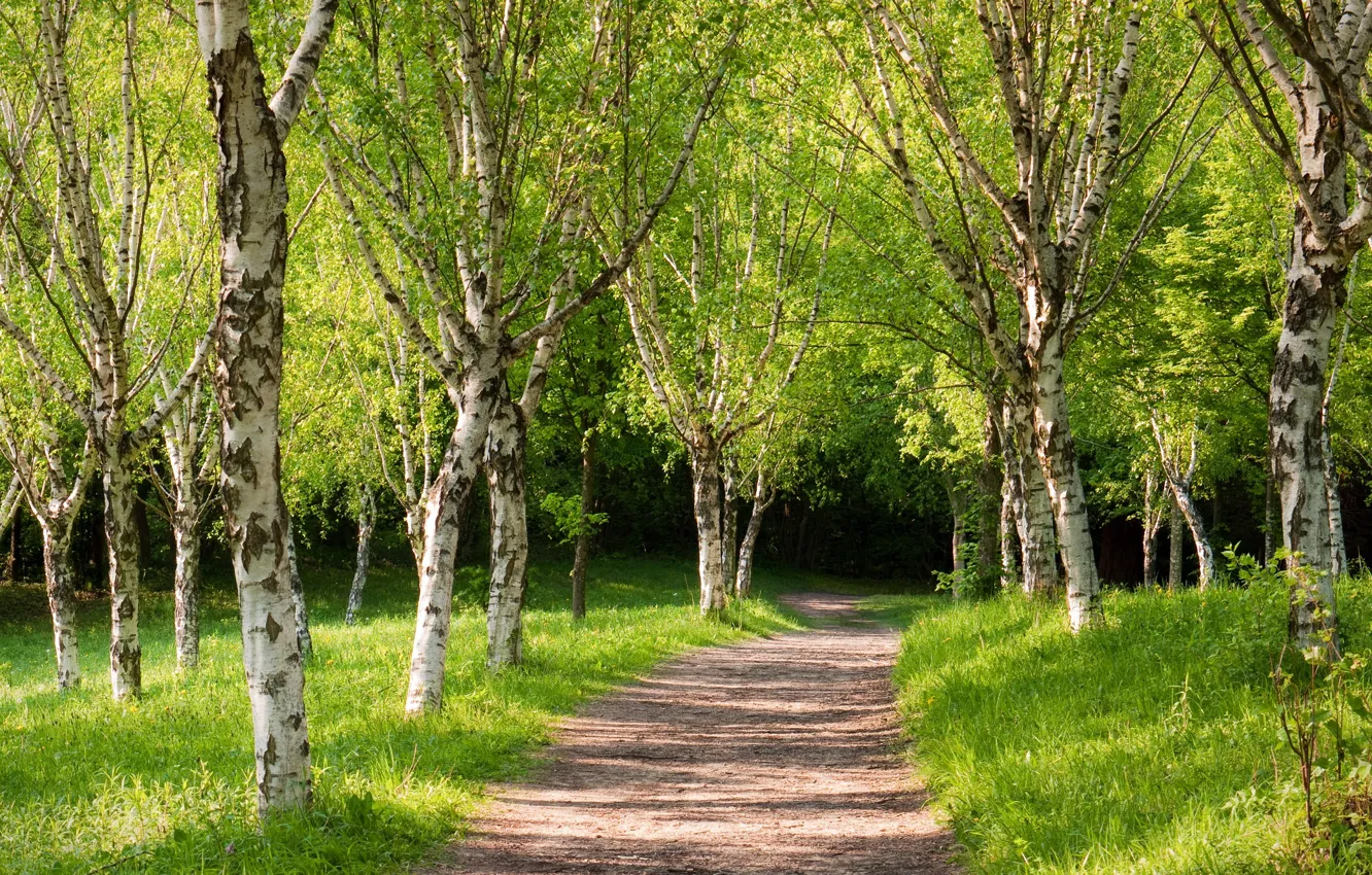 Photo wallpaper road, forest, trees, spring, Sunny, birch