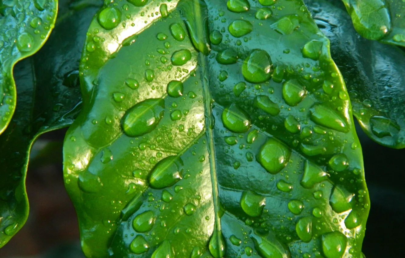 Photo wallpaper leaves, drops, Rosa