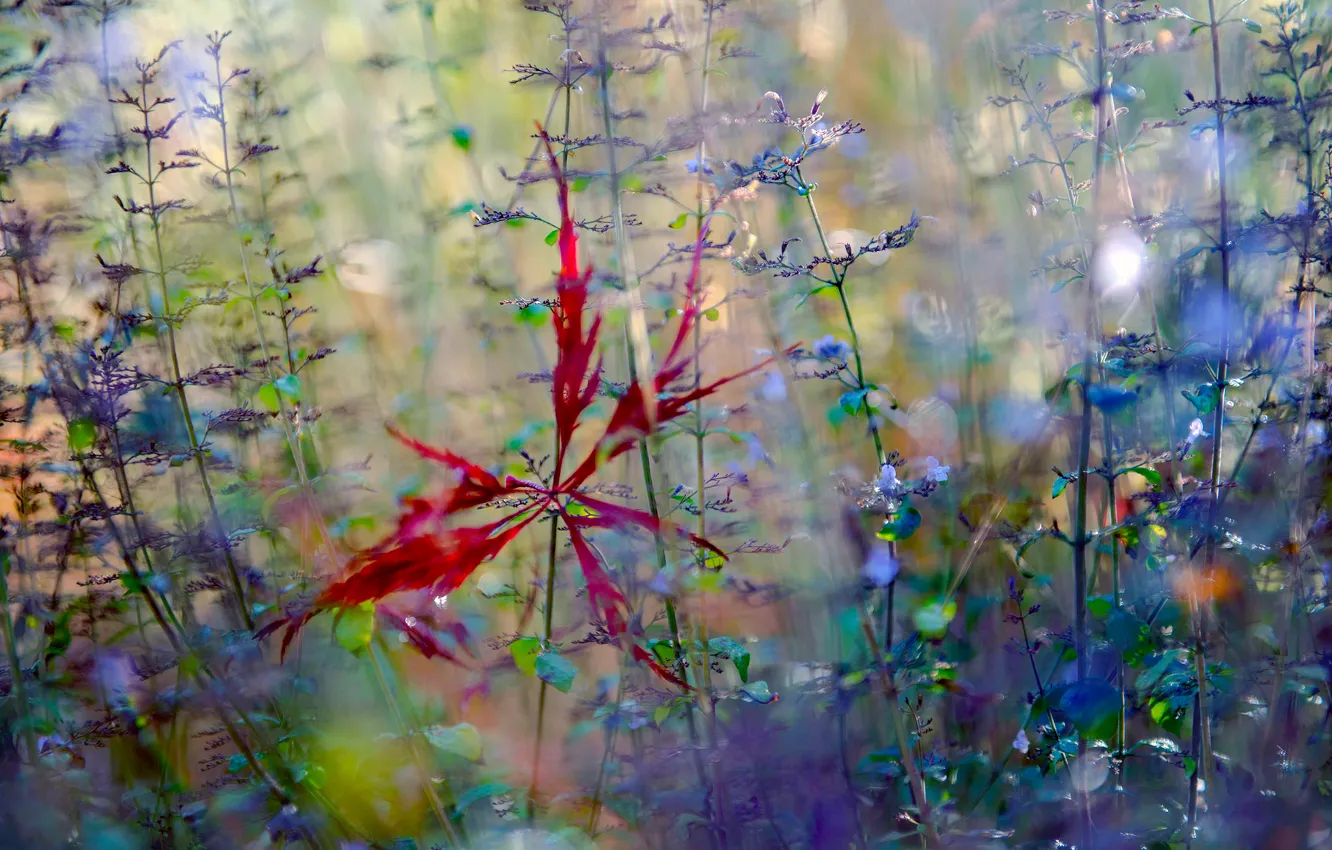 Photo wallpaper autumn, leaves, macro, flowers, fallen star