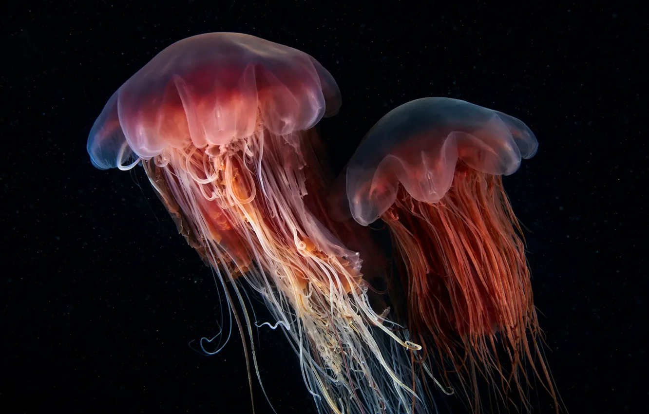 Photo wallpaper nature, background, jellyfish