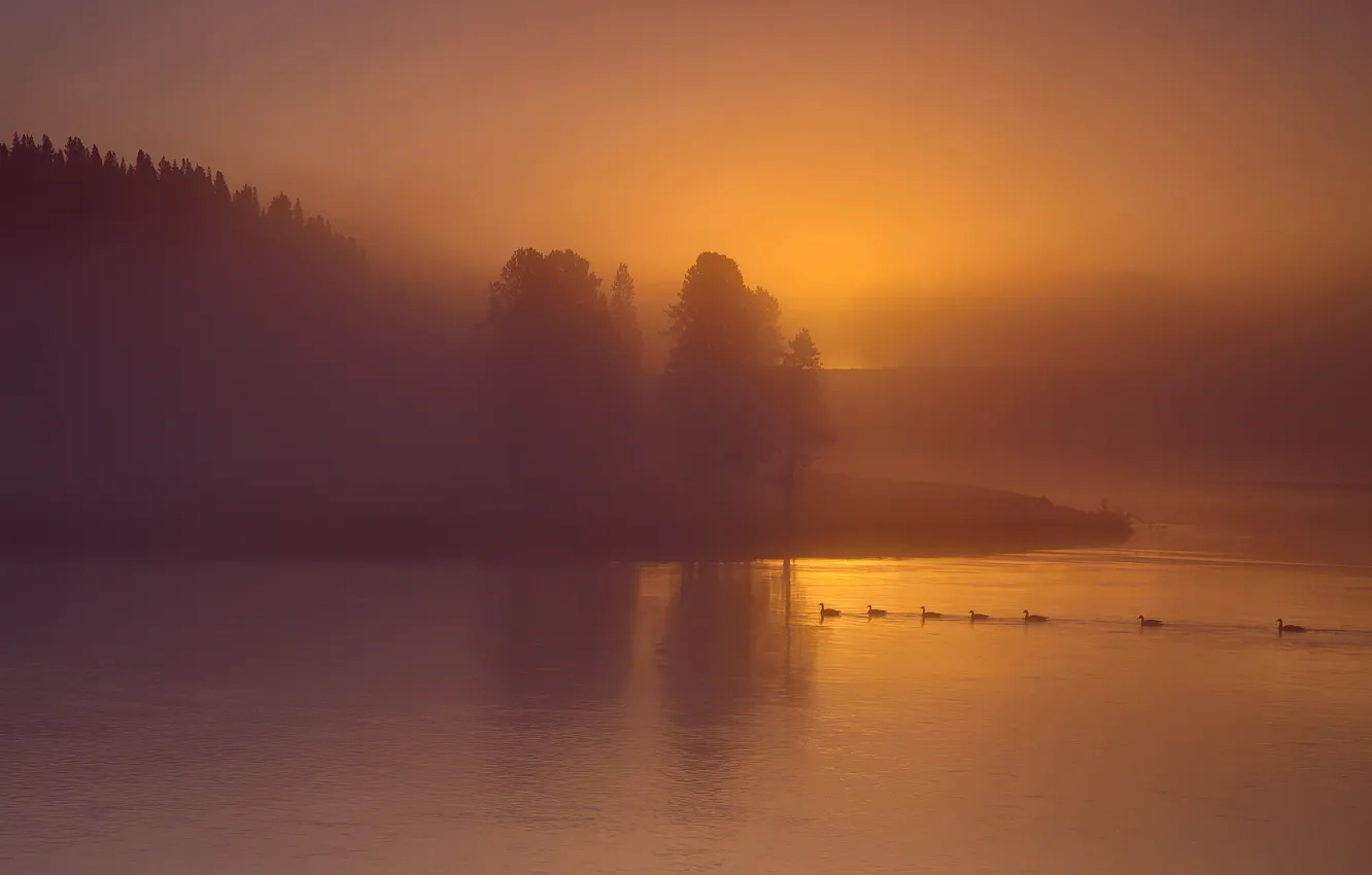 Photo wallpaper the sky, trees, fog, river, duck