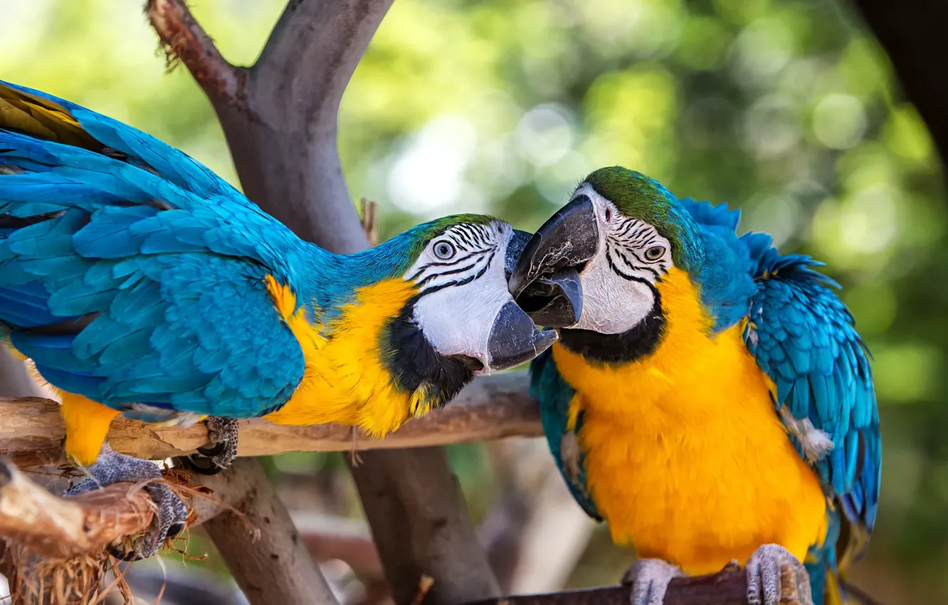 Photo wallpaper pose, two, parrot, pair, a couple, Ara, two parrots