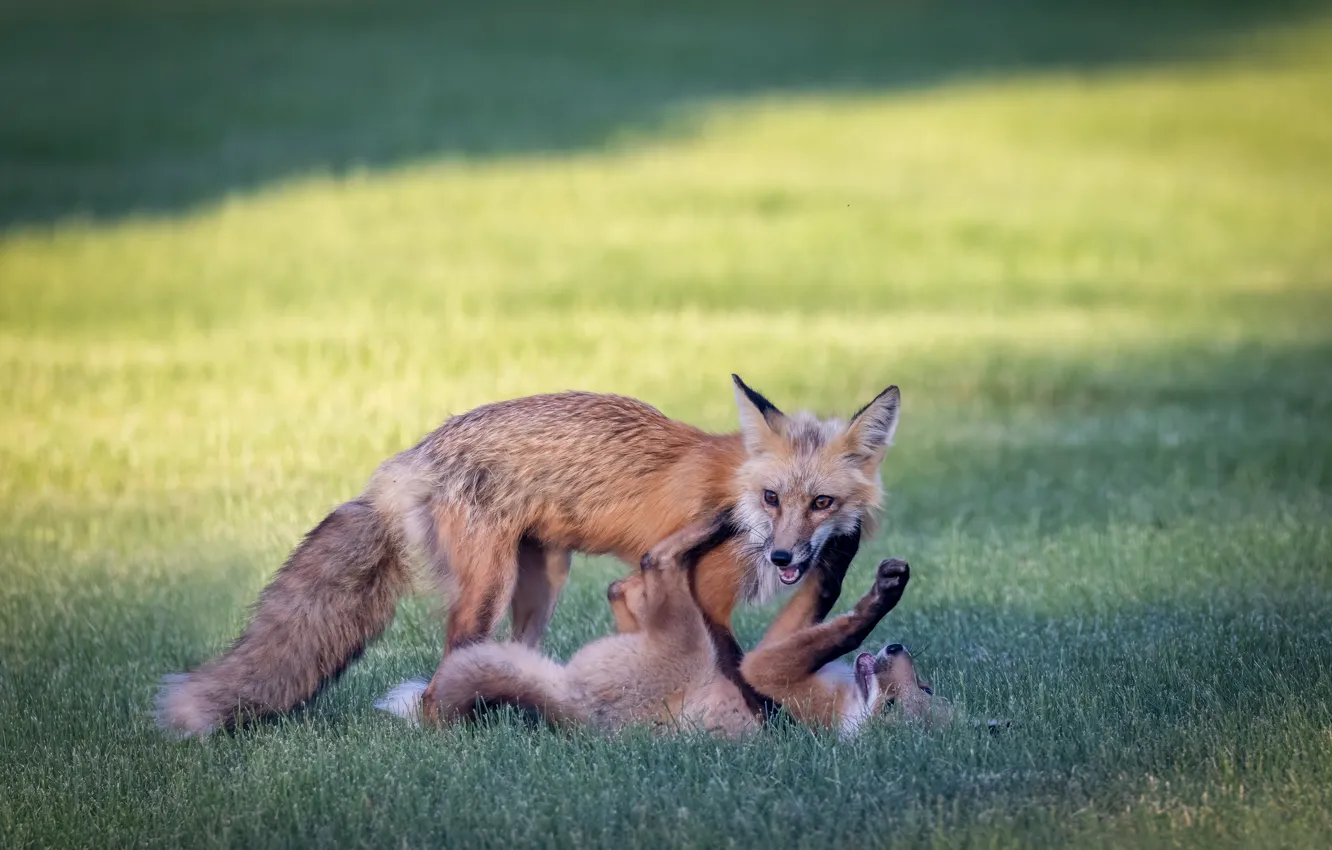 Photo wallpaper field, nature, the game, treatment, Fox, Fox