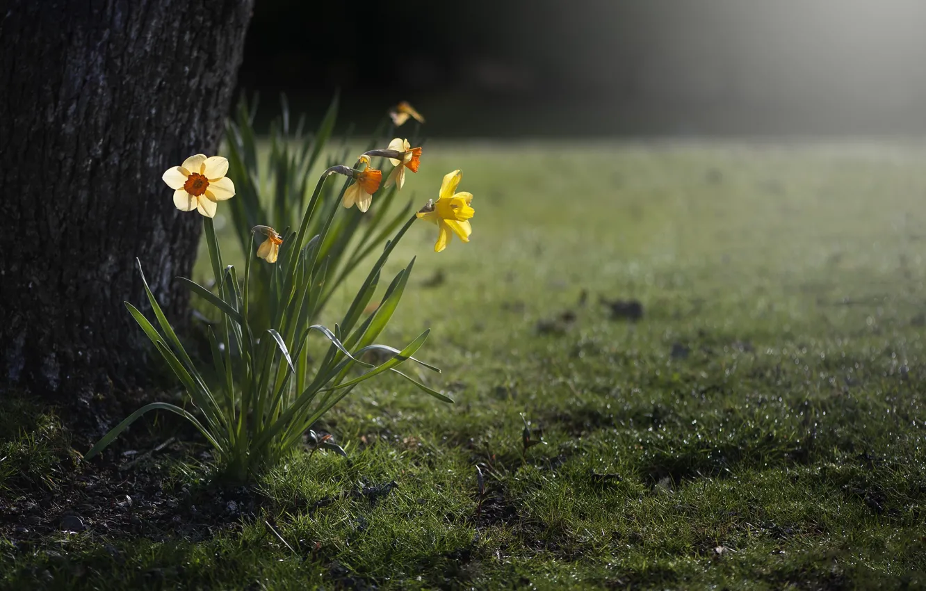 Photo wallpaper trees, flowers, nature, spring, trunk, daffodils