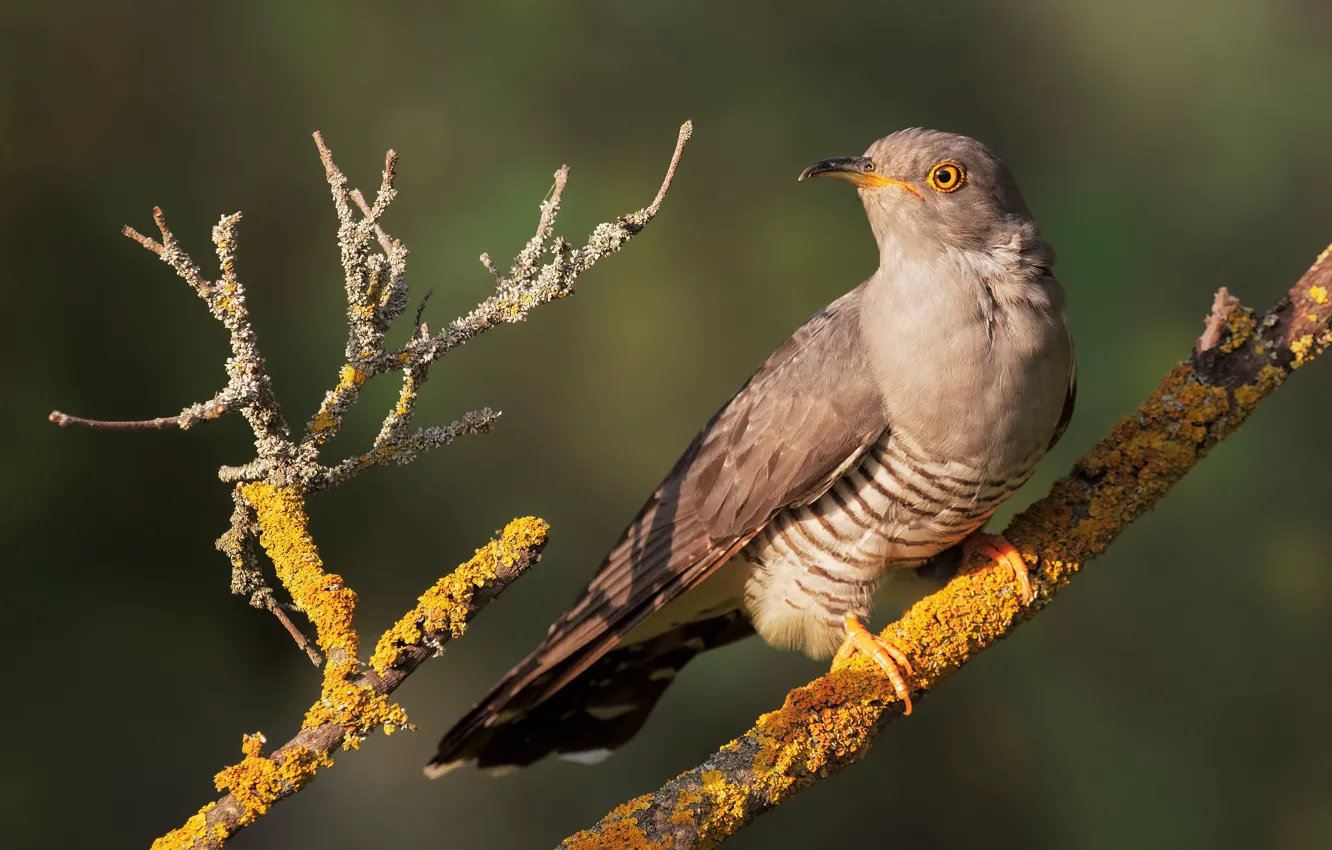 Photo wallpaper branches, light, background, cuckoo, moss, bird