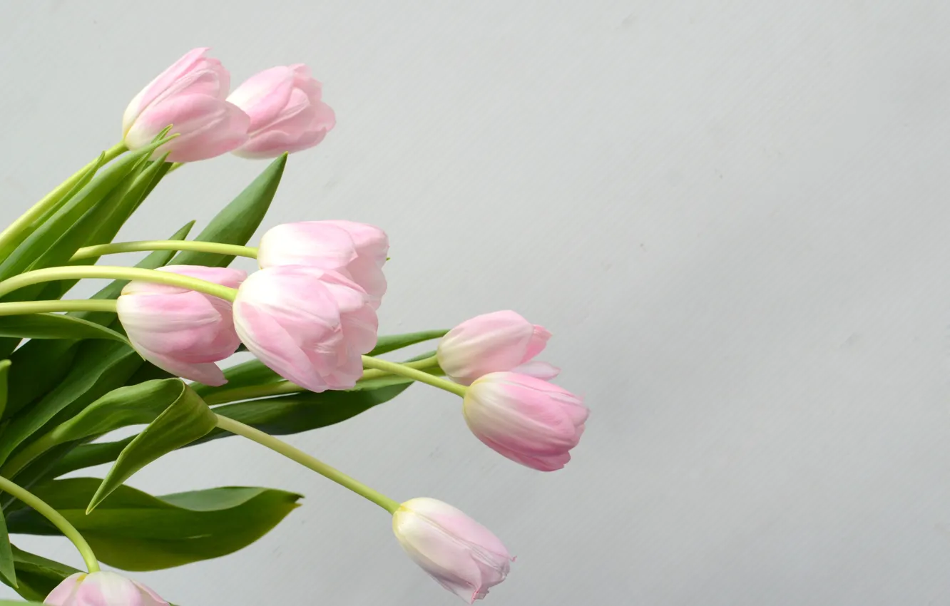 Photo wallpaper flowers, bouquet, tulips, pink, pink, flowers, tulips, spring