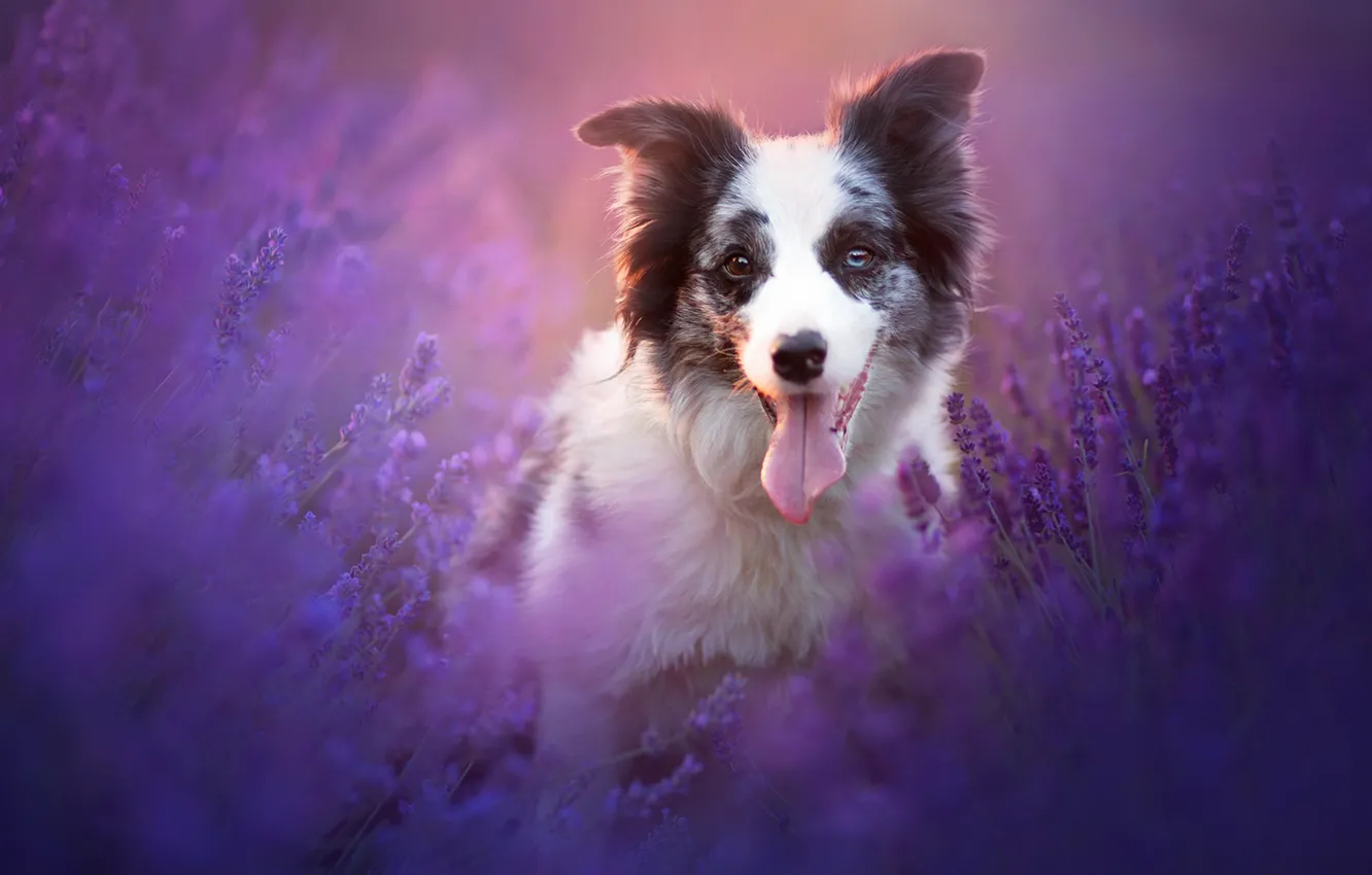 Photo wallpaper nature, dog, lavender