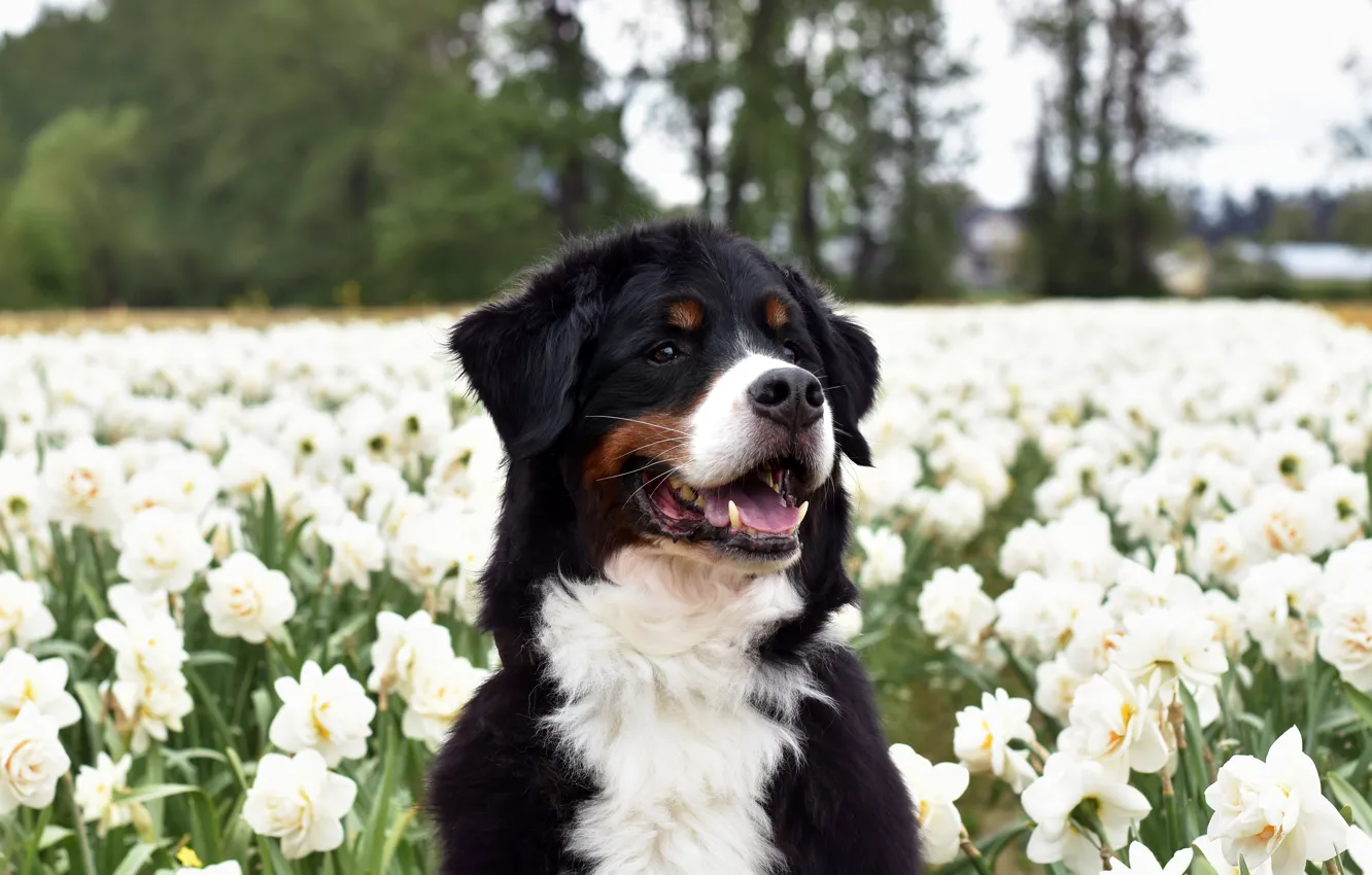 Photo wallpaper field, language, look, trees, pose, portrait, dog, spring