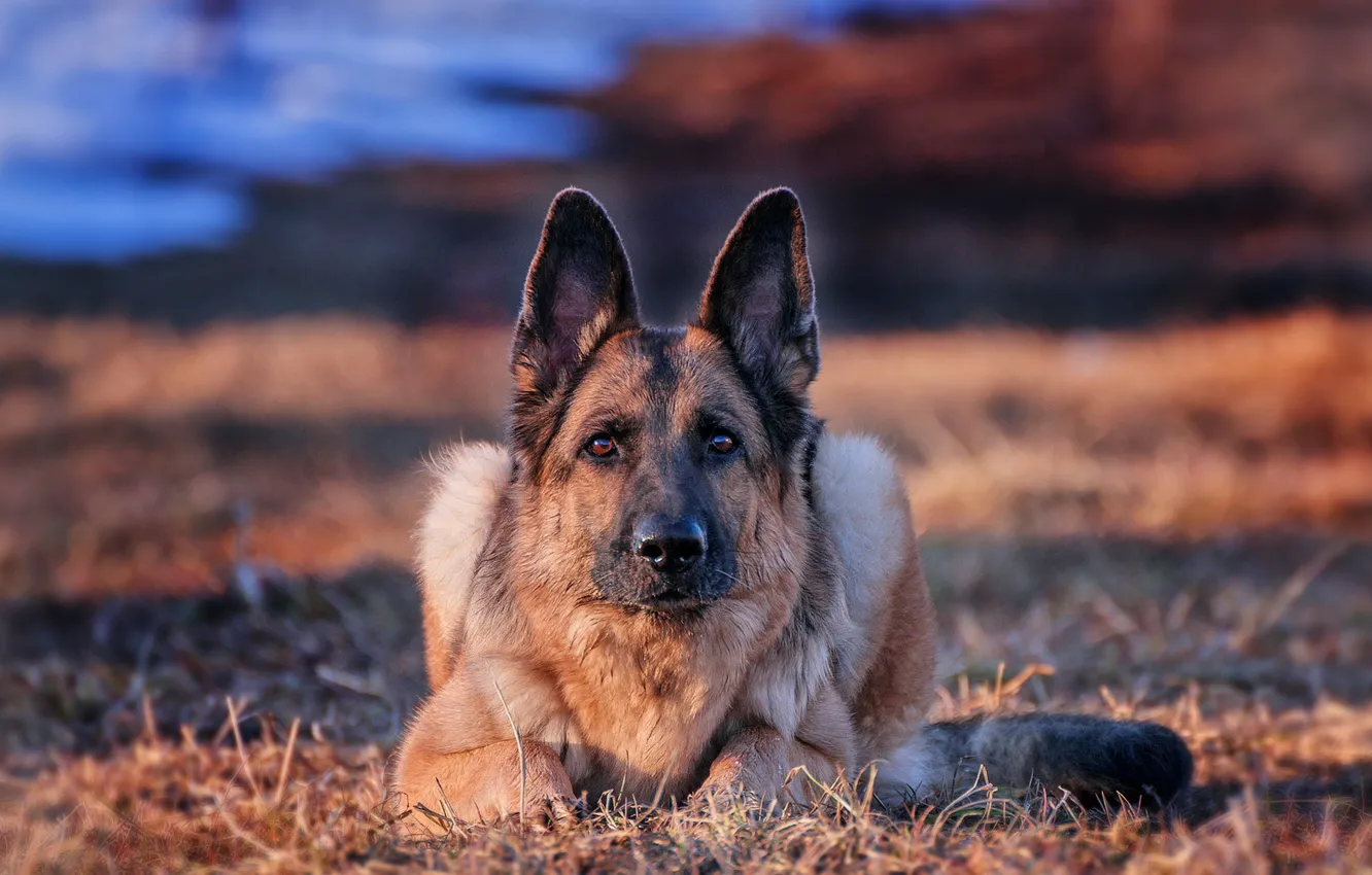 Photo wallpaper look, background, each, dog, German shepherd