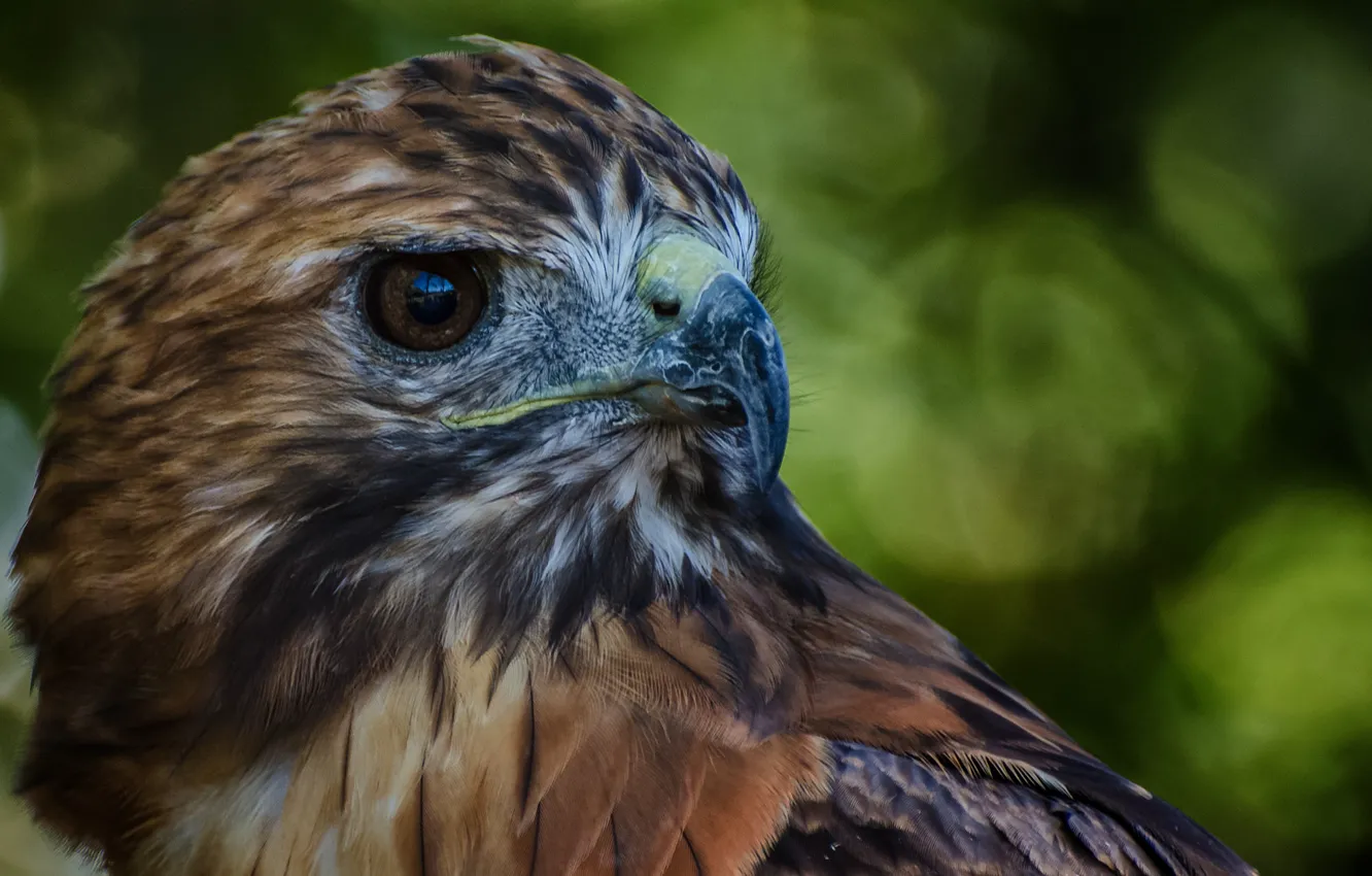 Photo wallpaper bird, feathers, beak, Falcon