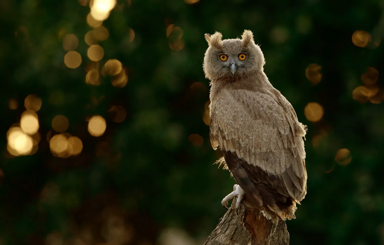 Photo wallpaper look, owl, bird, stump, bokeh