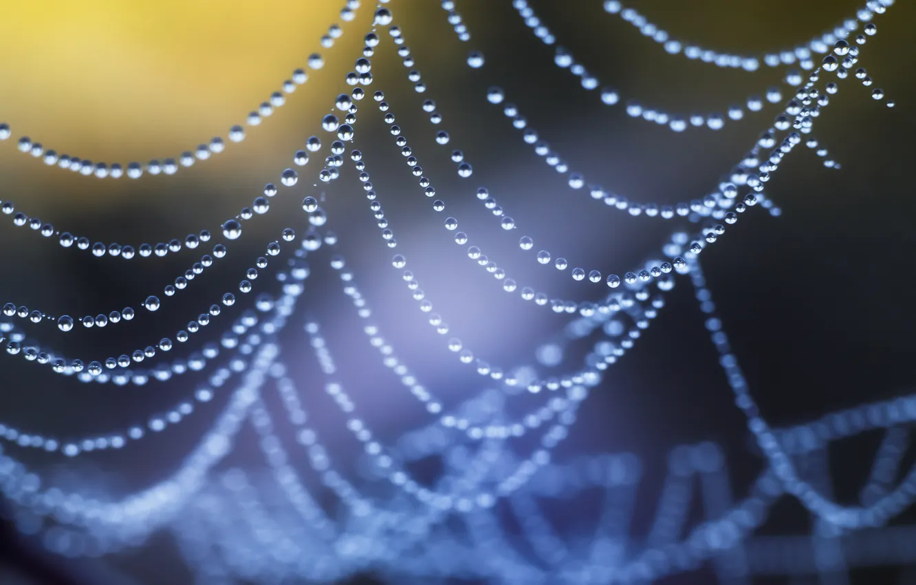 Photo wallpaper drops, spider web, thread