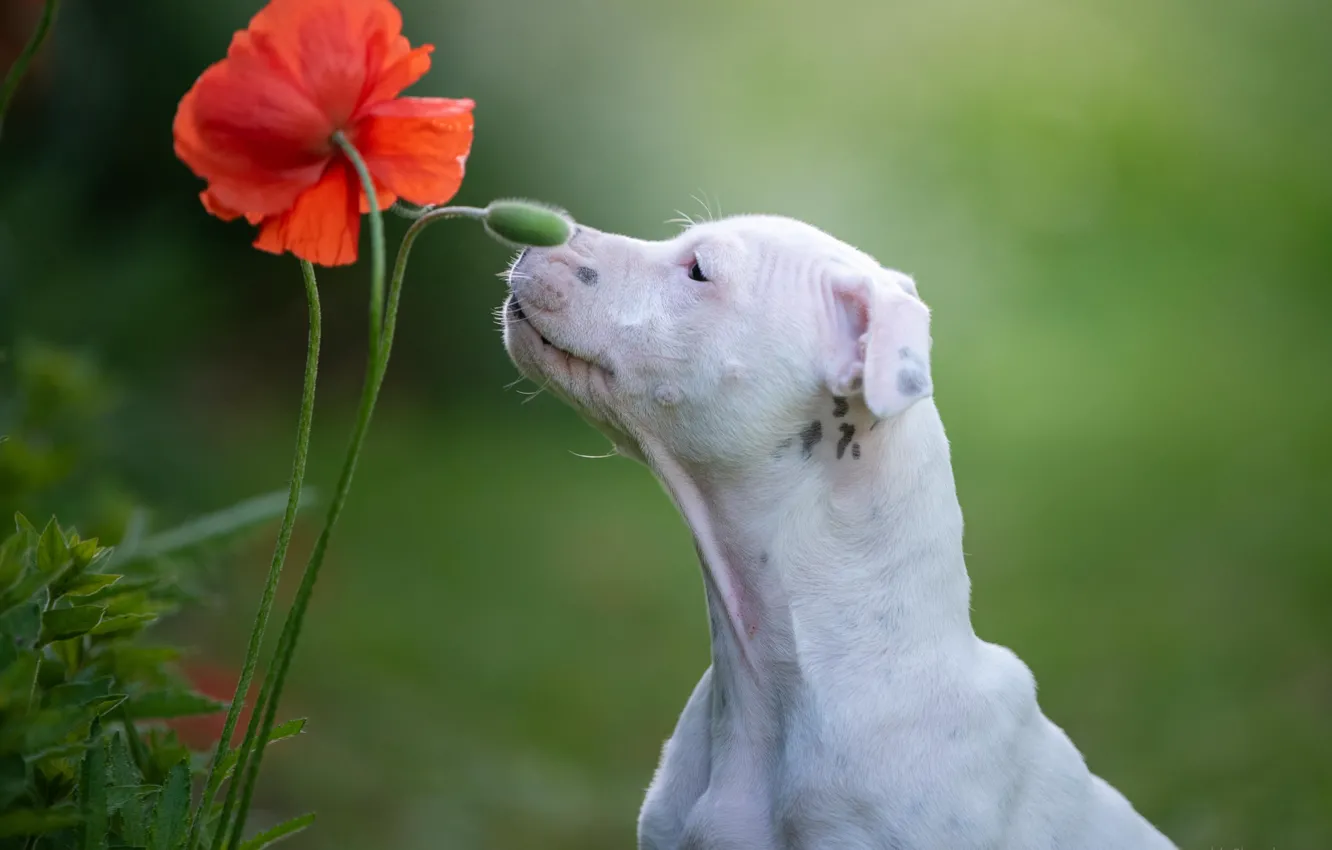 Photo wallpaper flower, background, Mac, dog, Staffordshire bull Terrier