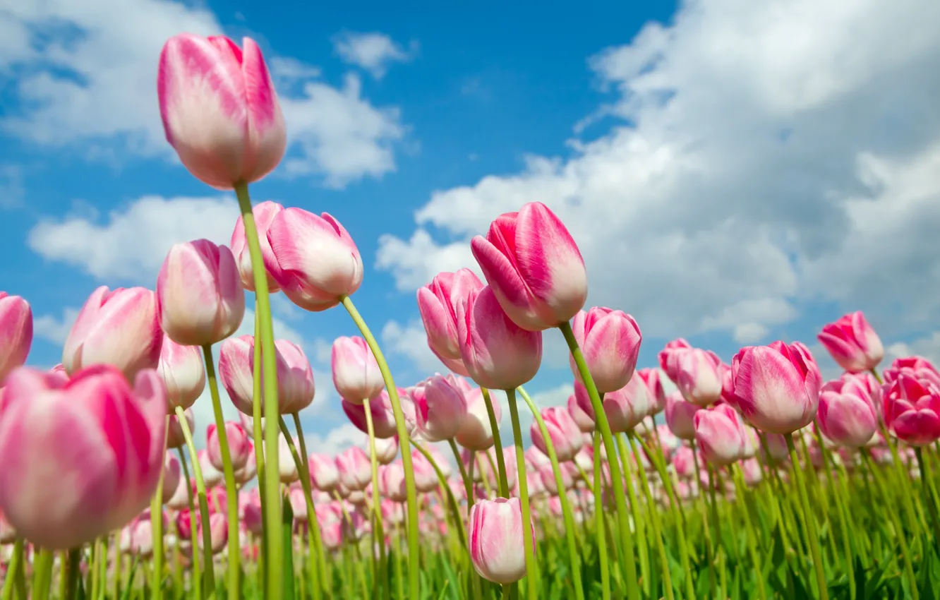 Photo wallpaper summer, cloud., Tulips pink