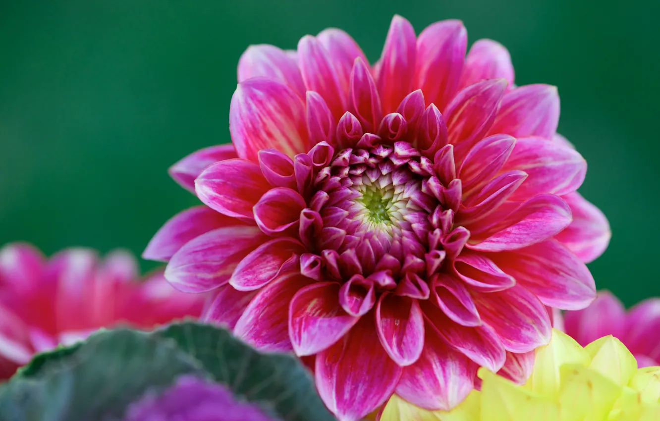 Photo wallpaper macro, flowers, pink, green background, dahlias