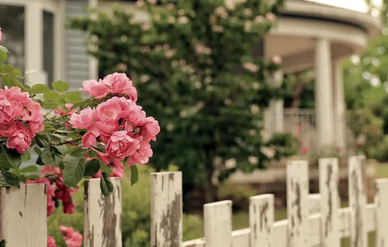 Photo wallpaper flowers, the fence, home