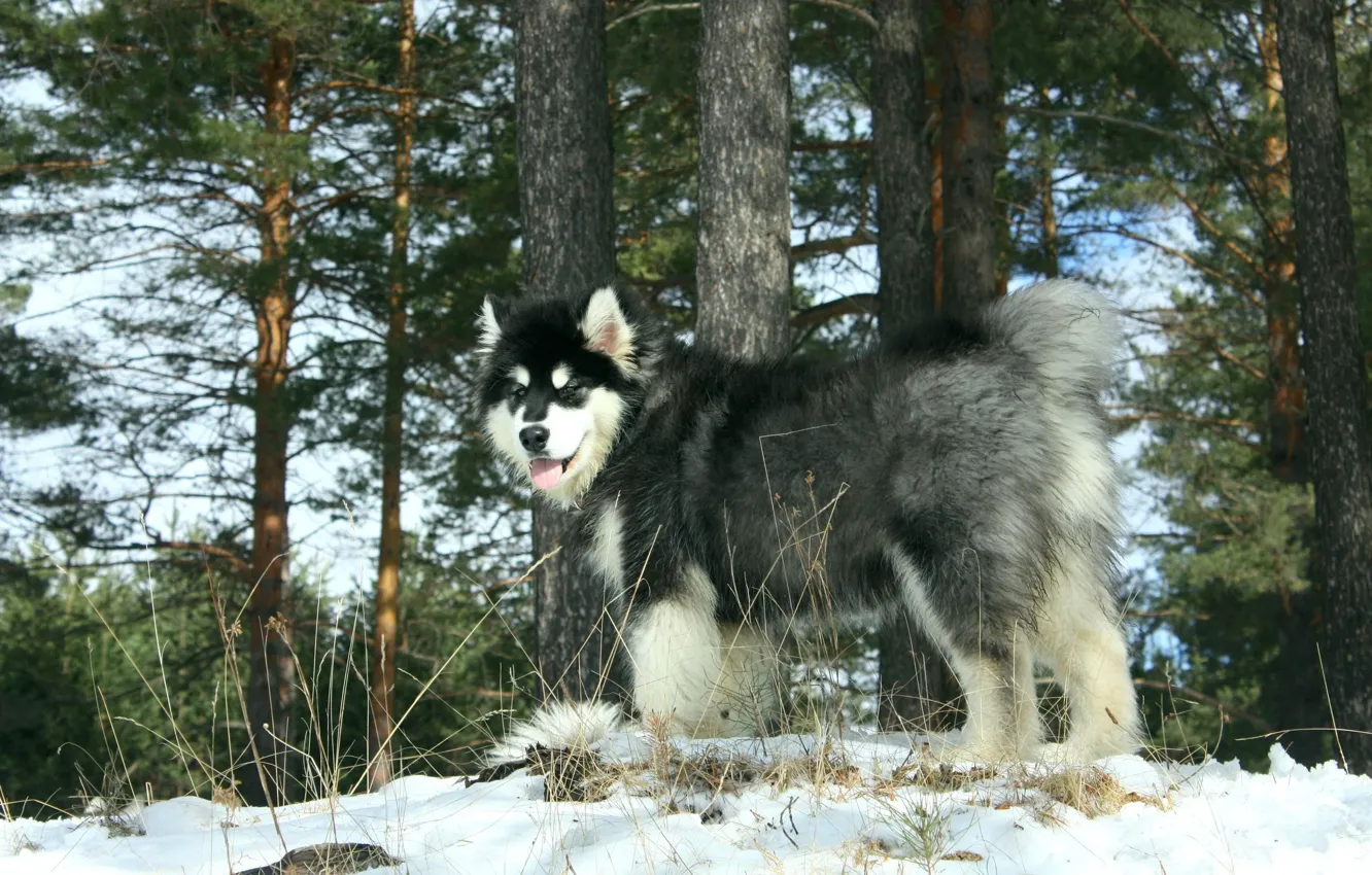 Photo wallpaper forest, dog, Ural, Alaskan Malamute, Yakut Malamutes, Snow Carrousel Jackpot, Malamute Yakut