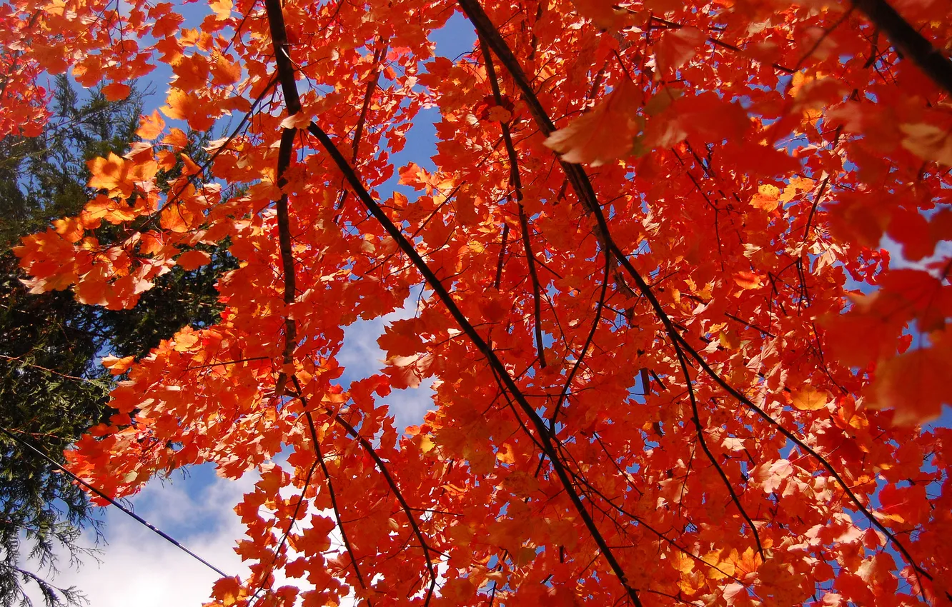 Photo wallpaper autumn, the sky, leaves, branch, the crimson