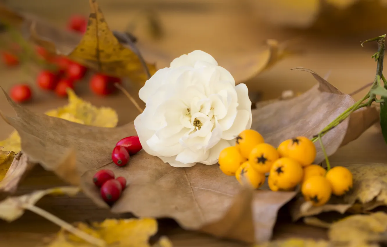 Photo wallpaper Flower, Autumn, Leaves, Fall, Autumn, Leaves, White rose, White rose