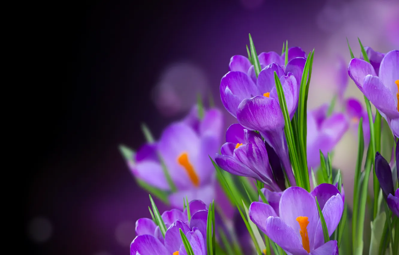 Photo wallpaper flowers, petals, crocuses, flower, flowers, beautiful, petals, Crocus