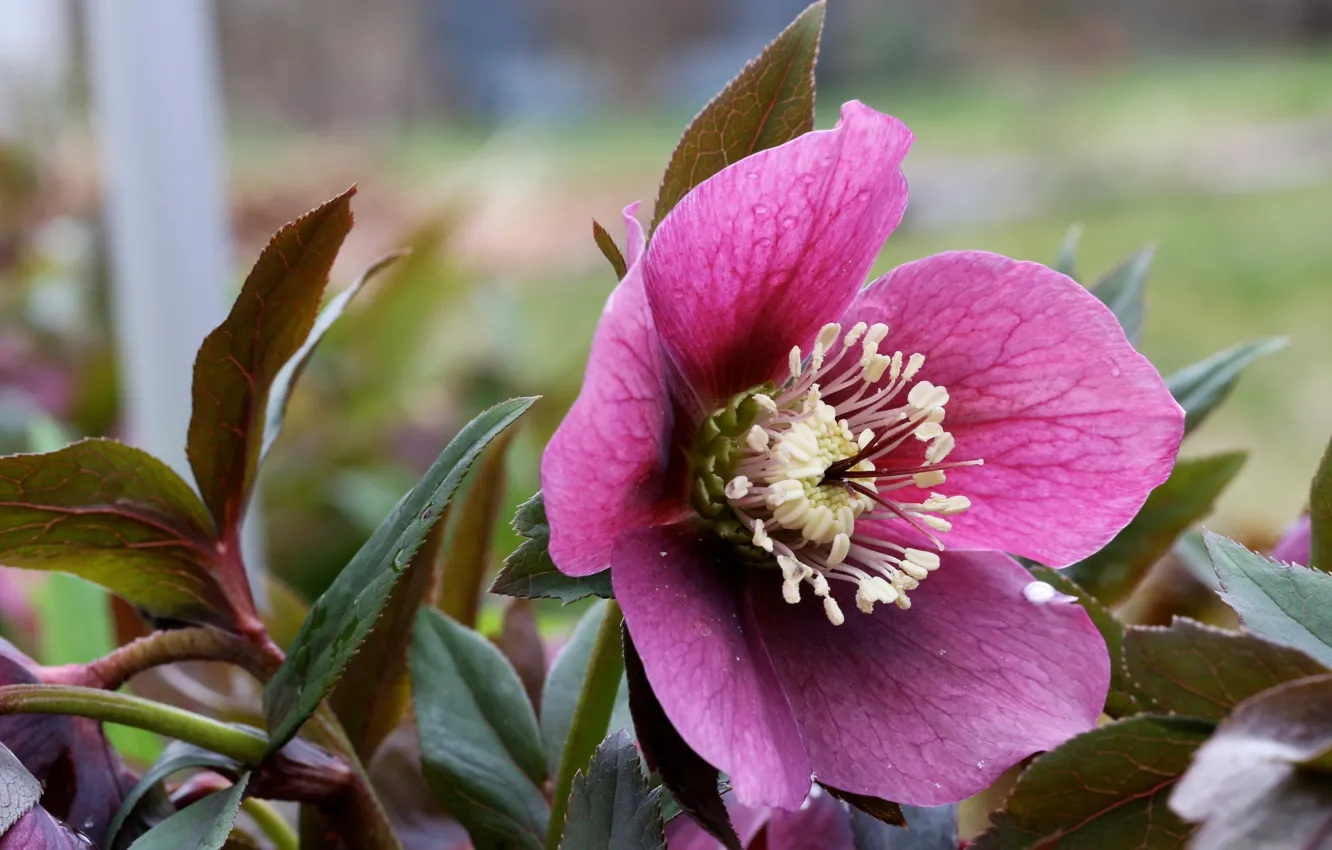 Photo wallpaper flowers, background, street, hellebore, Helleborus