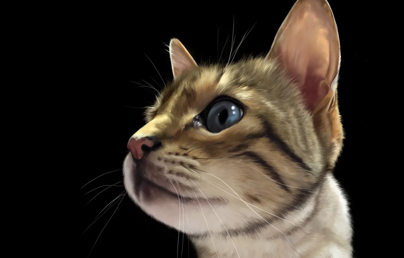 Photo wallpaper cat, figure, black background, Katie Erin Gove