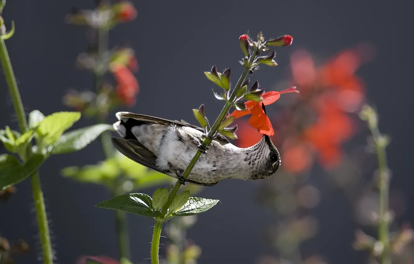 Photo wallpaper flowers, nectar, bird, Hummingbird
