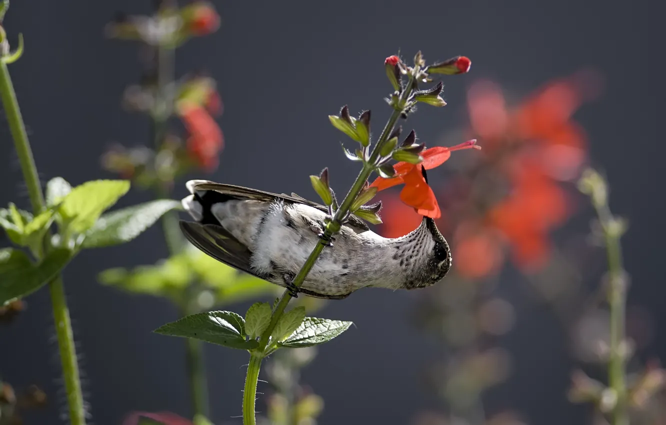 Photo wallpaper flower, nectar, bird, Hummingbird